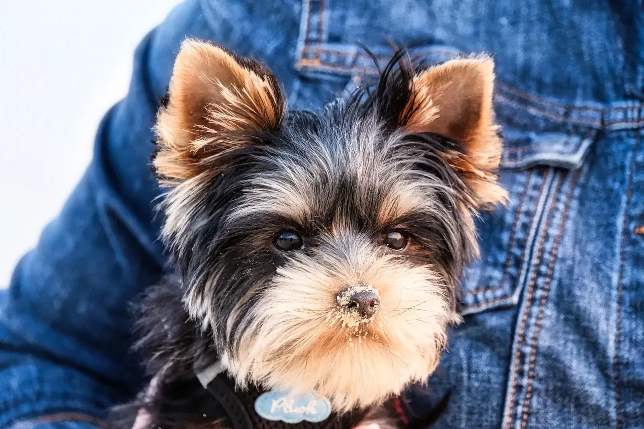 Yorkshire Terrier: The Stubborn Sweetheart (Image Credits: Pixabay)