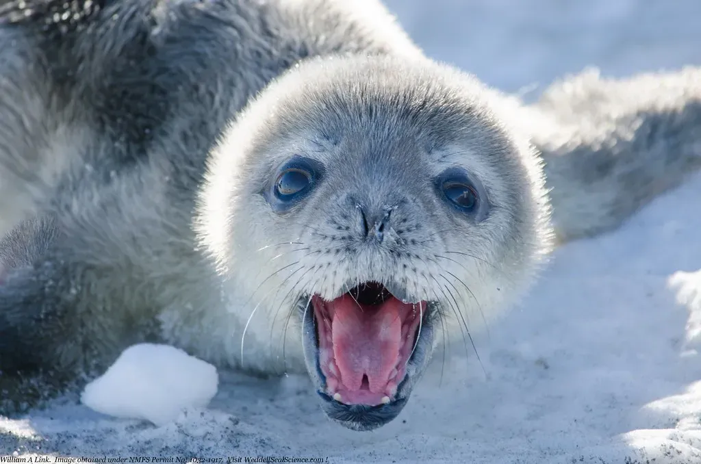 The Role of Song in Mother and Pup Bonds (Image Credits: Flickr)