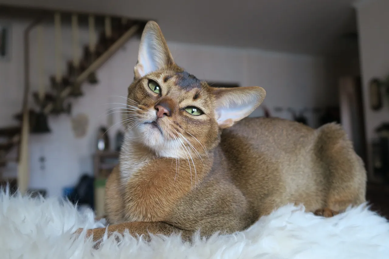 #19 - Abyssinian (Image Credits: Pixabay)