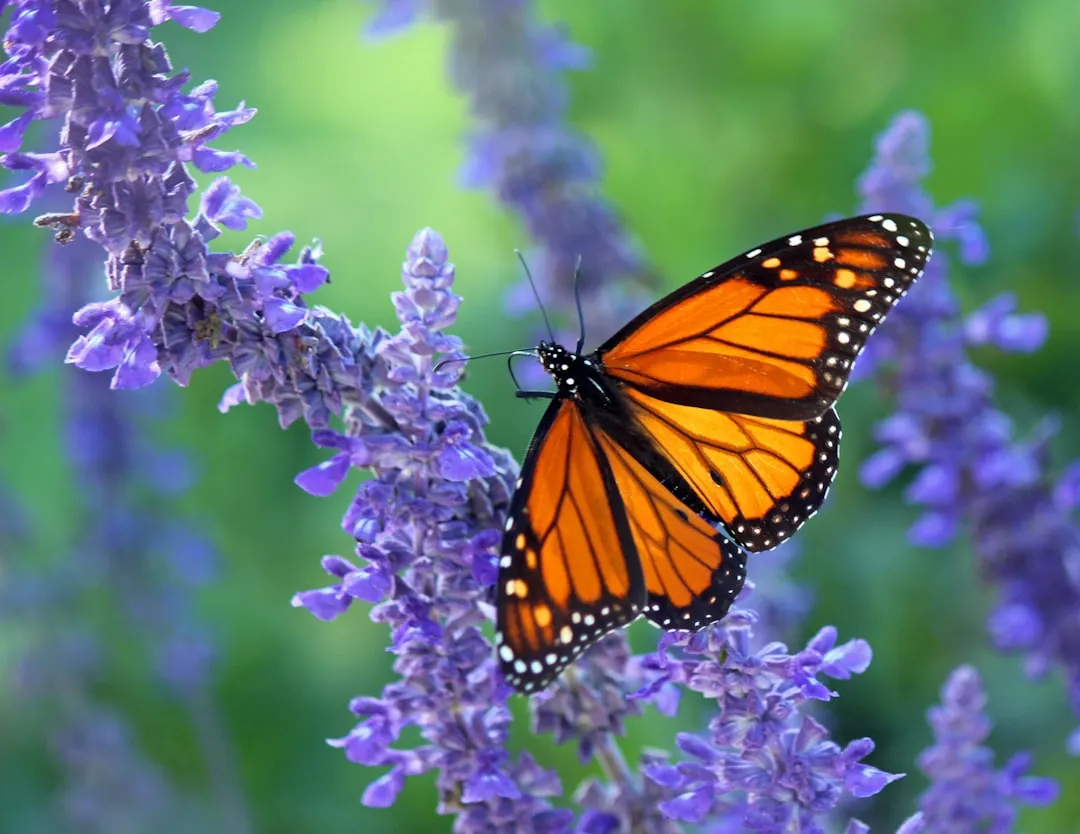 4. Fragrant Plants Butterflies Find Irresistible (Image Credits: Unsplash)