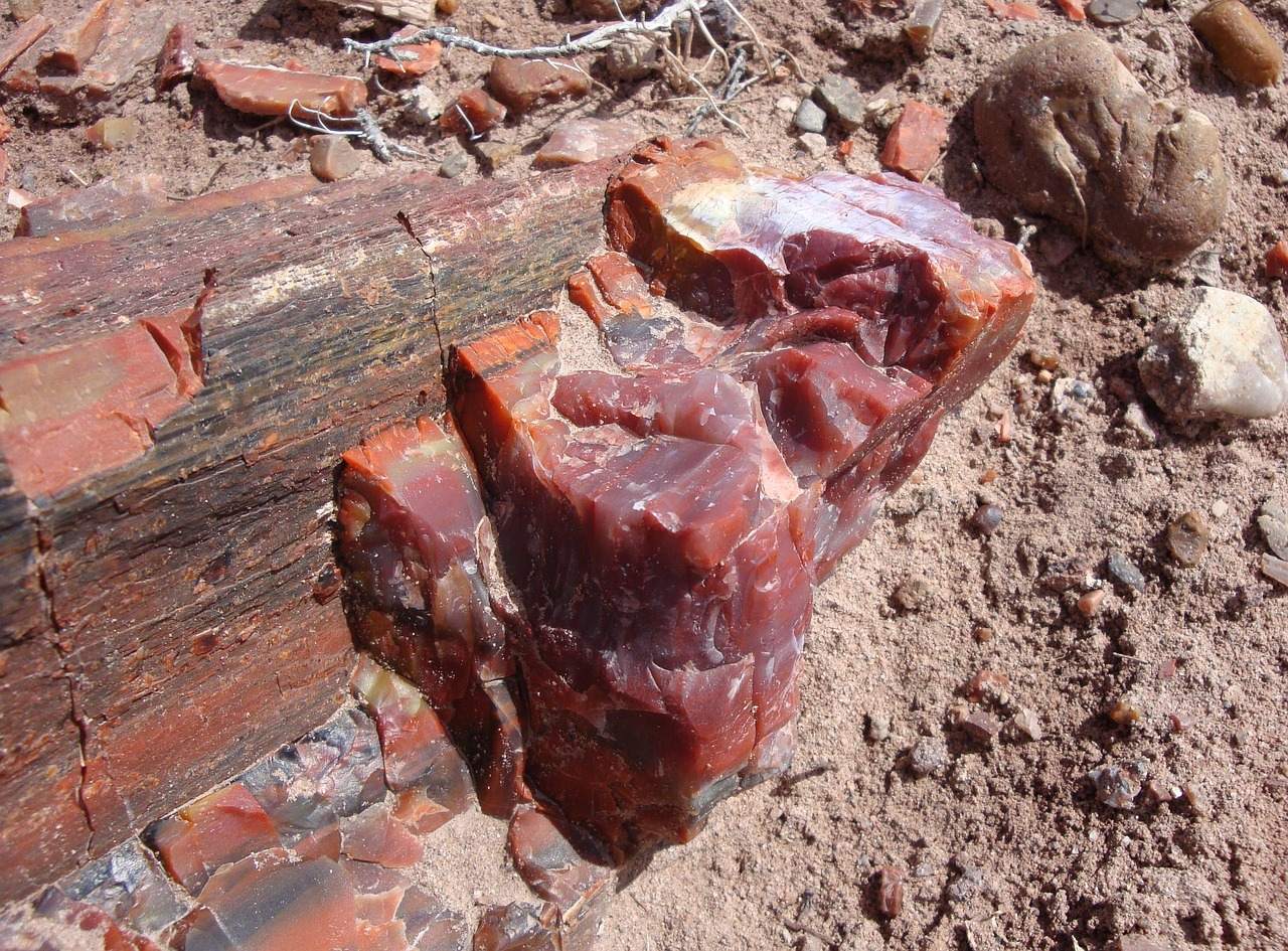 Fossilized Forests Tell Prehistoric Stories (Image Credits: Pixabay)