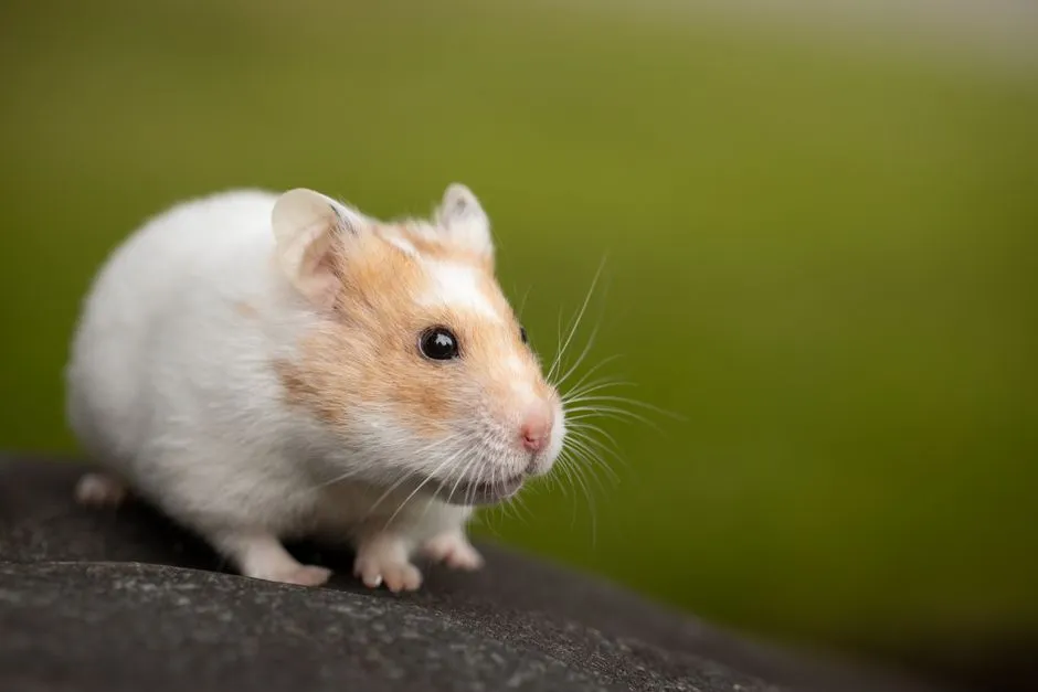 #24 - Hamsters: Mostly Nocturnal, Mostly Solitary, Mostly Detached (Image Credits: Pexels)