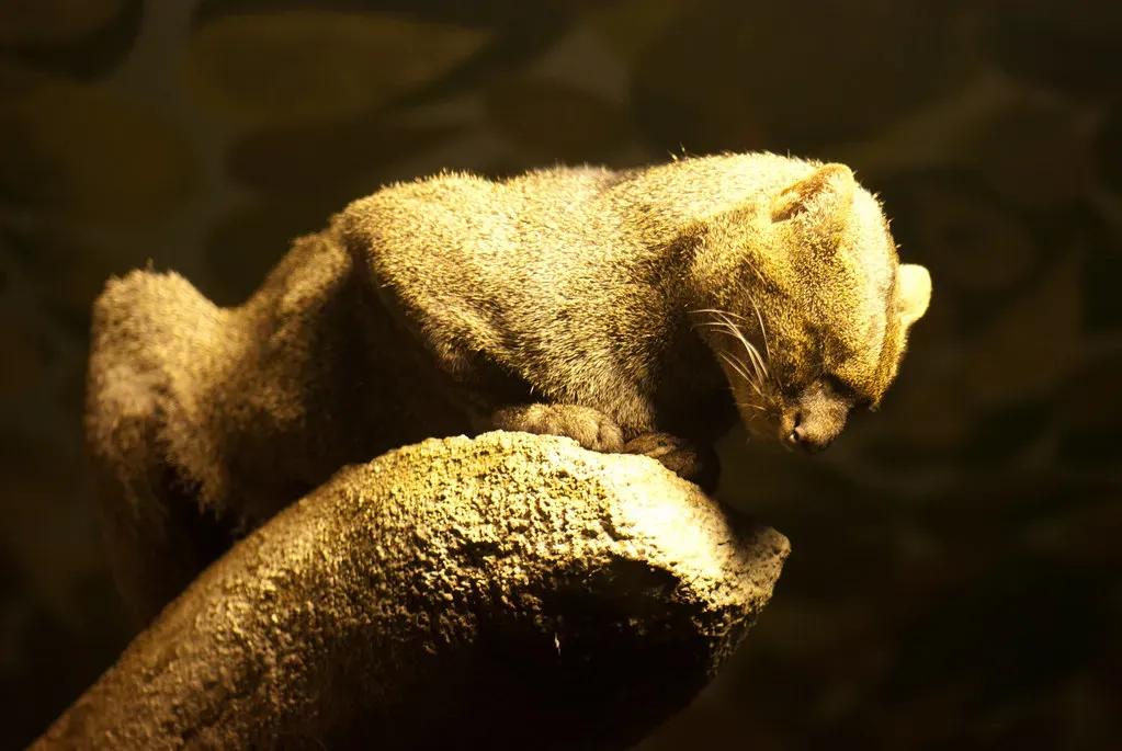 Conclusion: A Cat Worth Saving (Image Credits: Flickr)