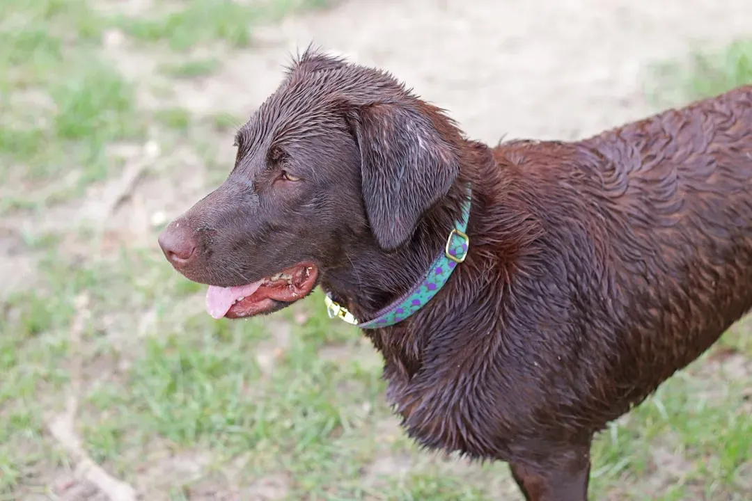 Fred the Labrador and Dennis the Duckling (Image Credits: Unsplash)