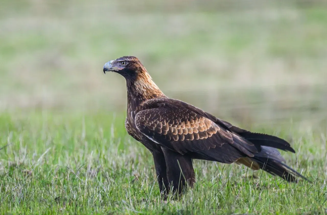 Taurus (April 20 &ndash; May 20): The Wedge-Tailed Eagle (Image Credits: Pixabay)