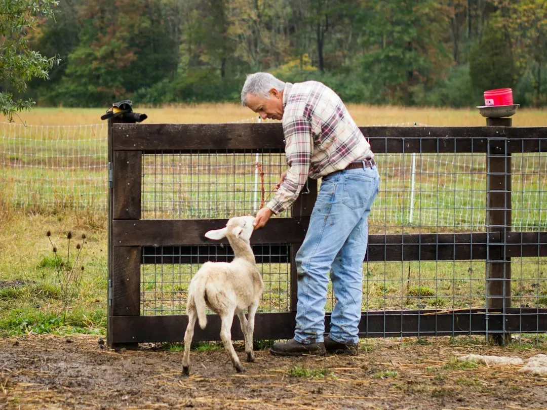 9. Farm Animals Who Show Concern and Comfort for Their Companions (Image Credits: Unsplash)