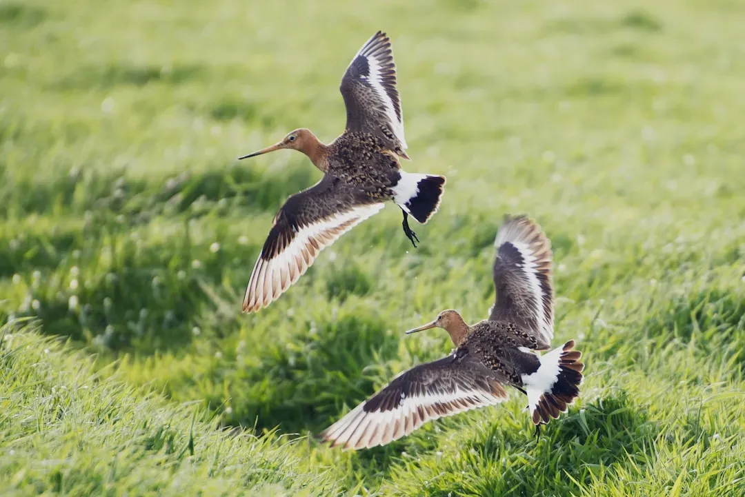 5. The Bar-Tailed Godwit: The Non-Stop Flyer (Image Credits: Unsplash)