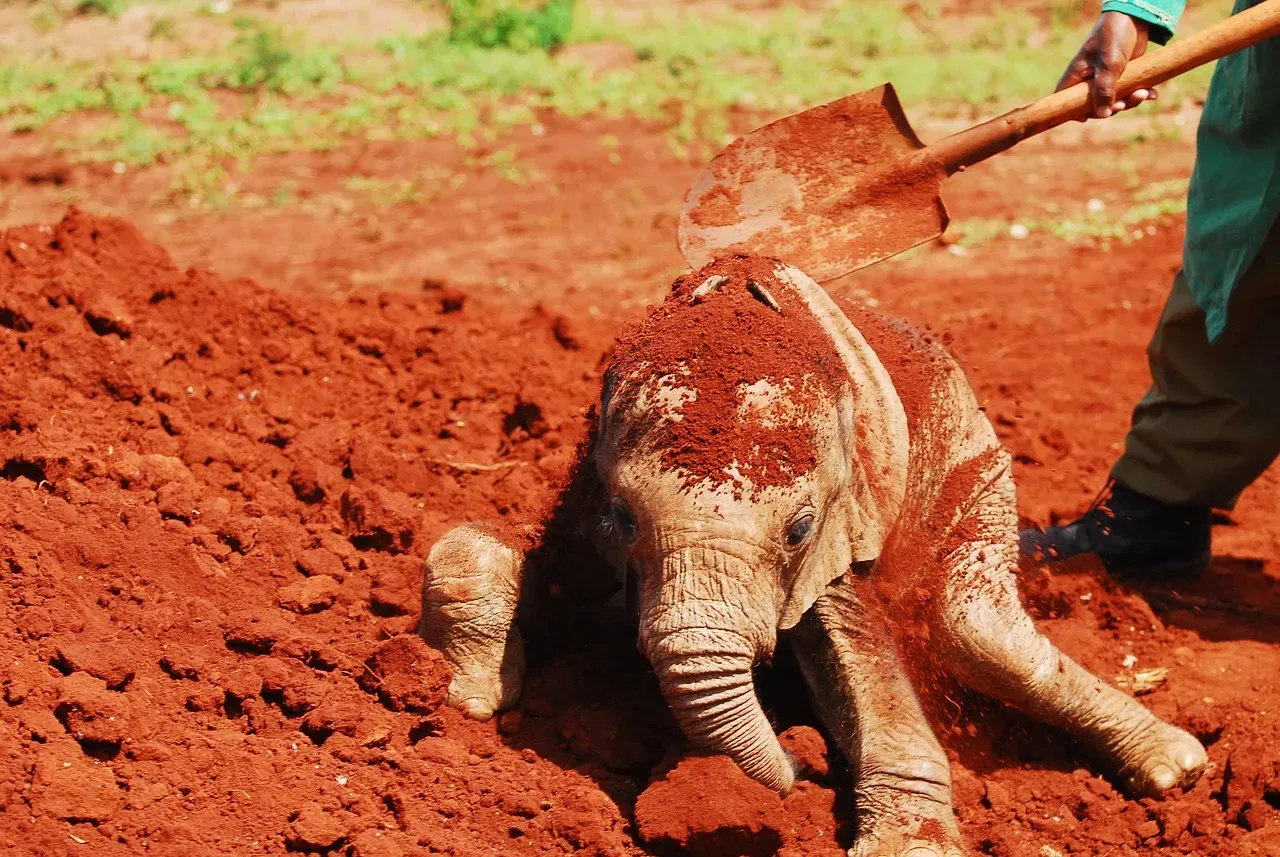 Nature's Sunscreen: How Dust Shields Elephants From UV Rays (Image Credits: Pixabay)