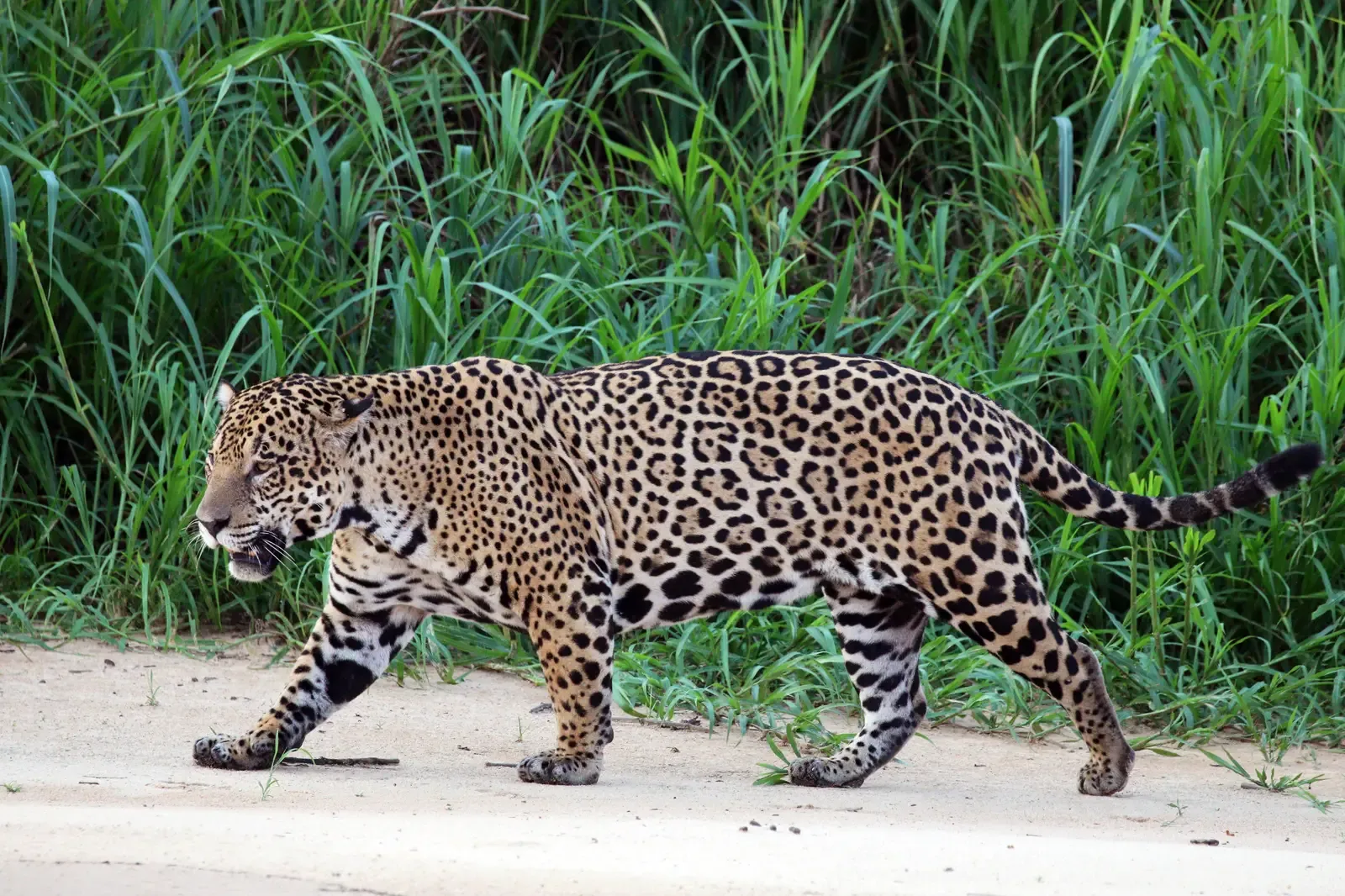 The Jaguar (Image Credits: Wikimedia)