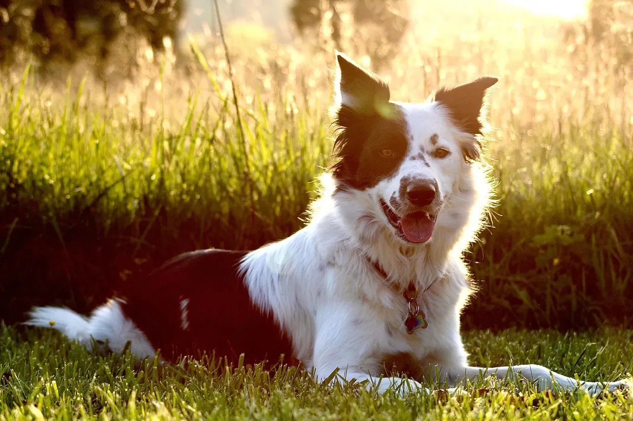 They Display a Relaxed, Open Facial Expression (Image Credits: Pixabay)