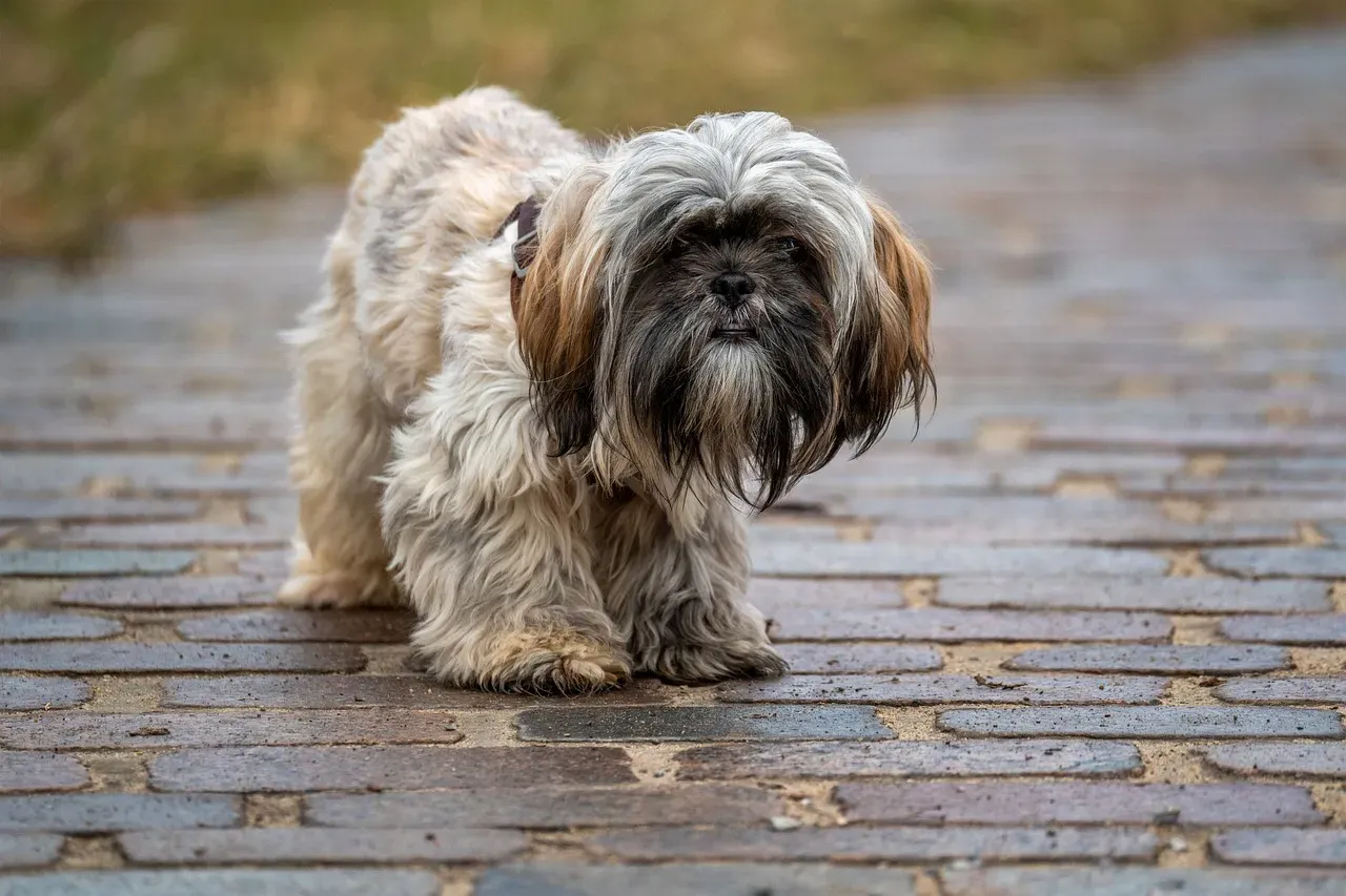 Shih Tzu (Image Credits: Pixabay)