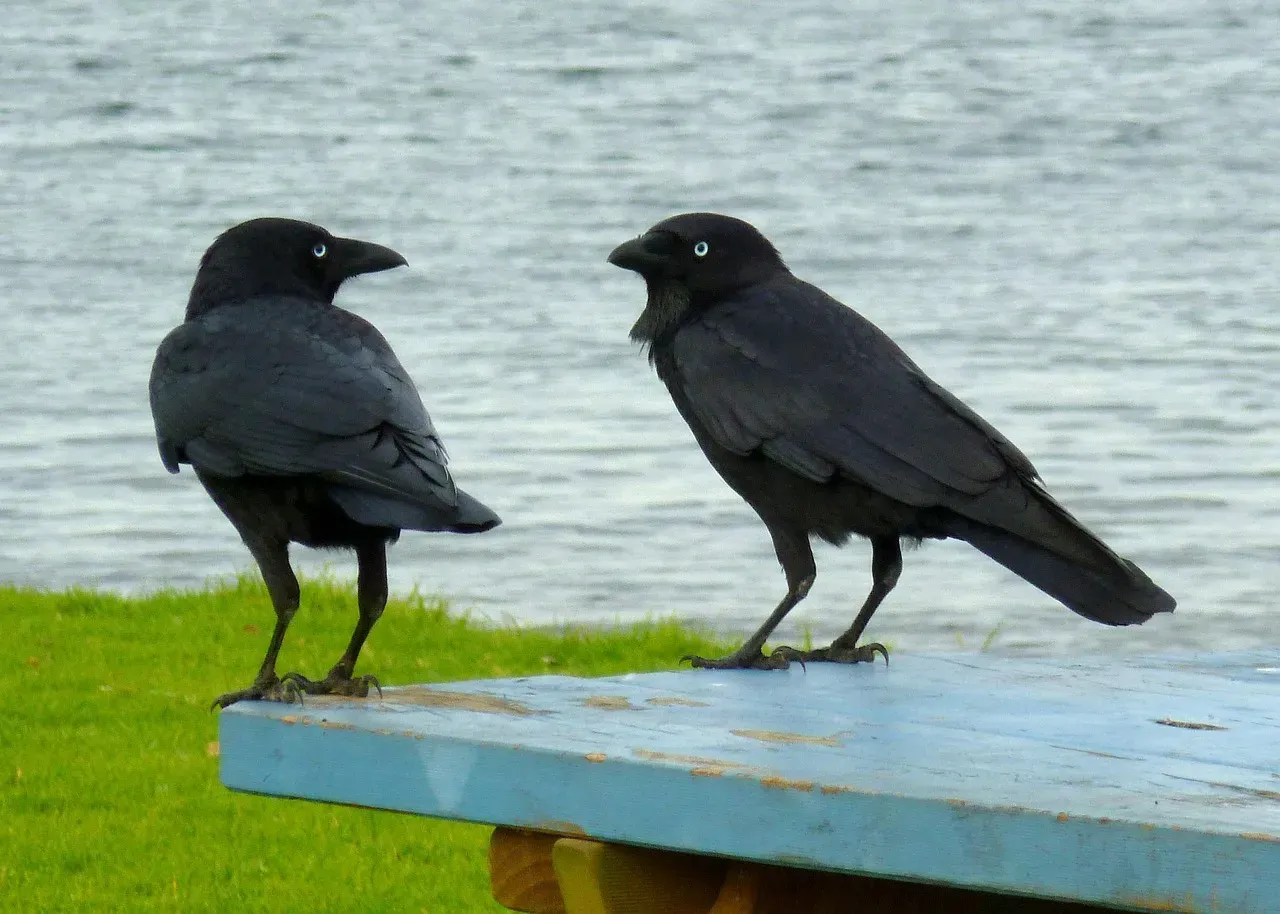 Directing Attention Through Communication (Image Credits: Pixabay)