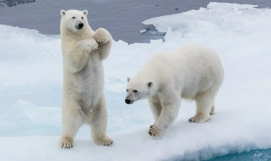 #1 Aries (March 21 – April 19): The Polar Bear (Image Credits: Unsplash)