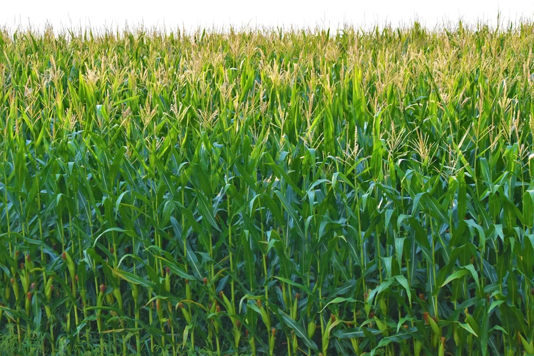 6. Planting Cover Crops Instead of Leaving Beds Bare (Image Credits: Unsplash)