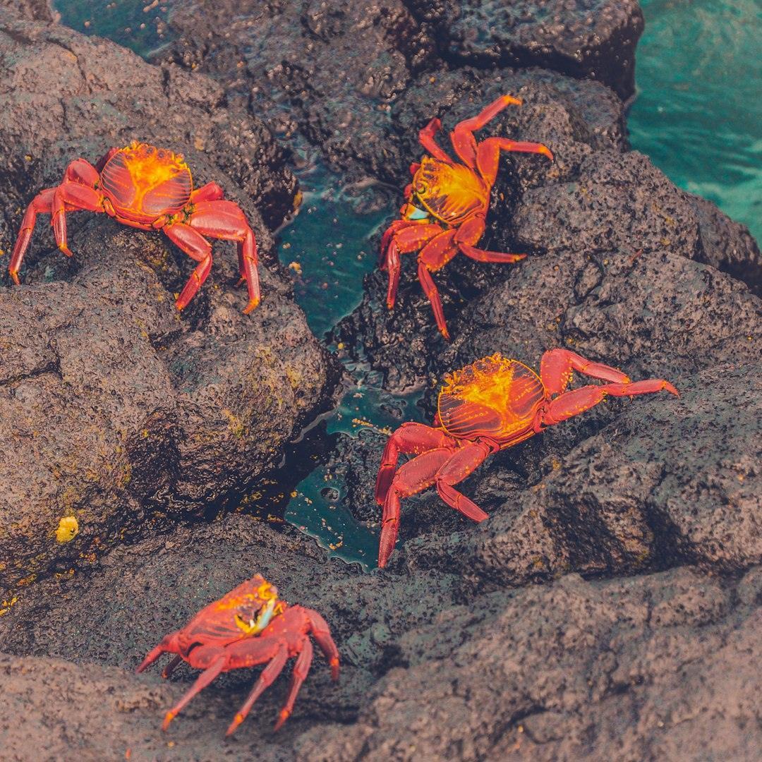 The Christmas Island Red Crab Highway Takeover (Image Credits: Unsplash)