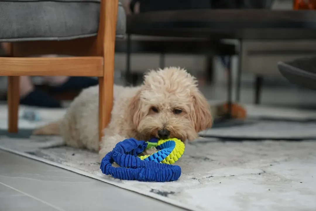 Stealing Socks and Laundry (Image Credits: Unsplash)