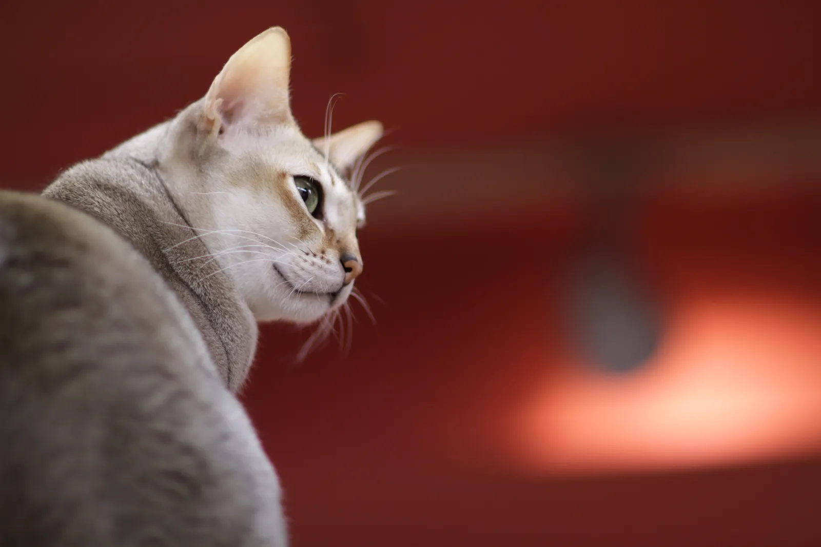 #2 &ndash; Singapura: Tiny Body, Big Standards (Flickr: Beauty of looking around, CC BY-SA 2.0)