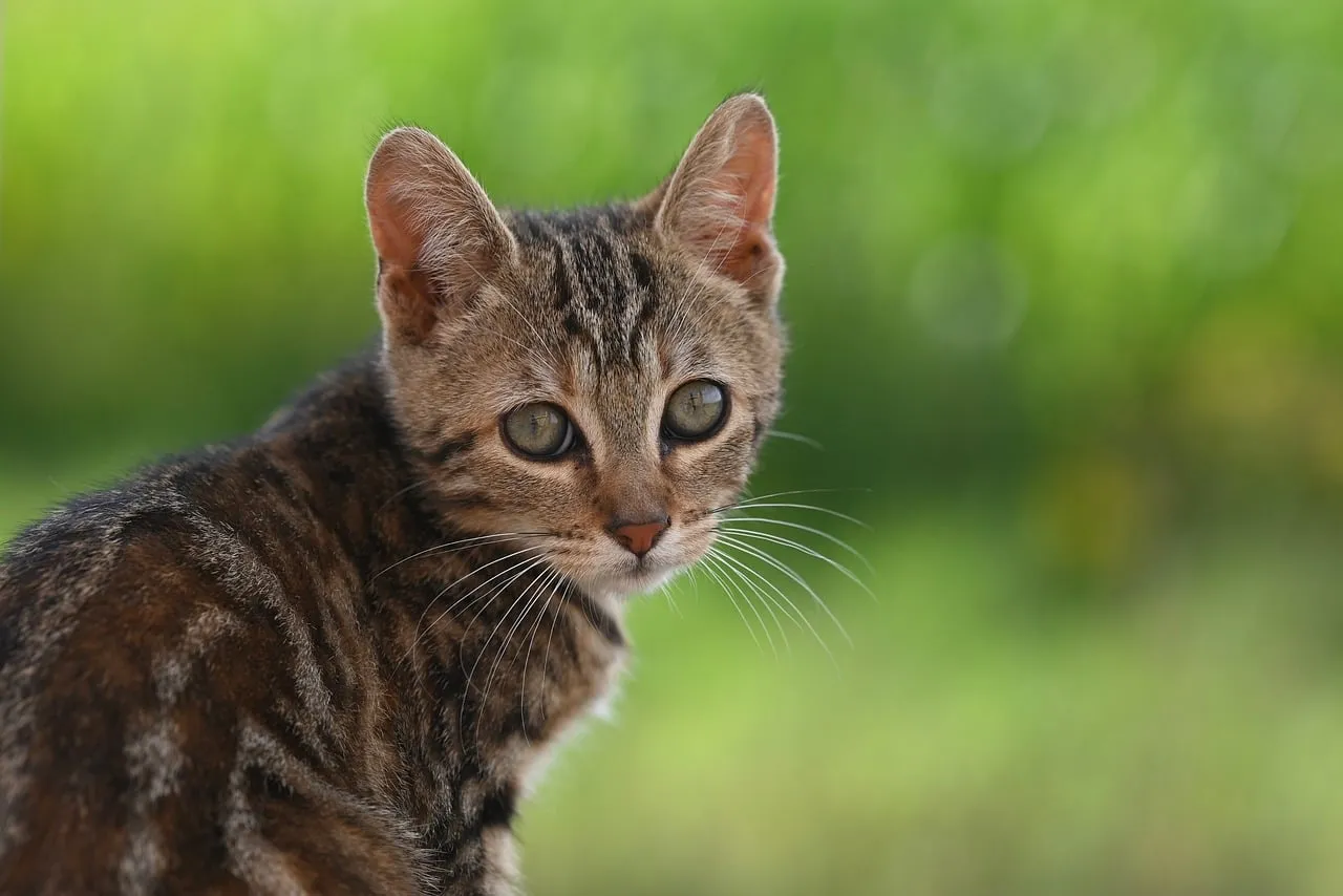 The Enigma of Cats Staring at Empty Spaces (Image Credits: Pixabay)