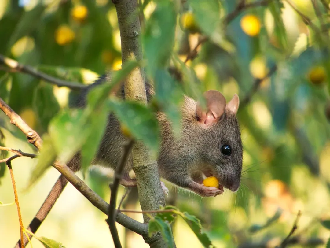 1. The Yellow-Rumped Leaf-Eared Mouse: The Ultimate High-Altitude Champion (Image Credits: Unsplash)