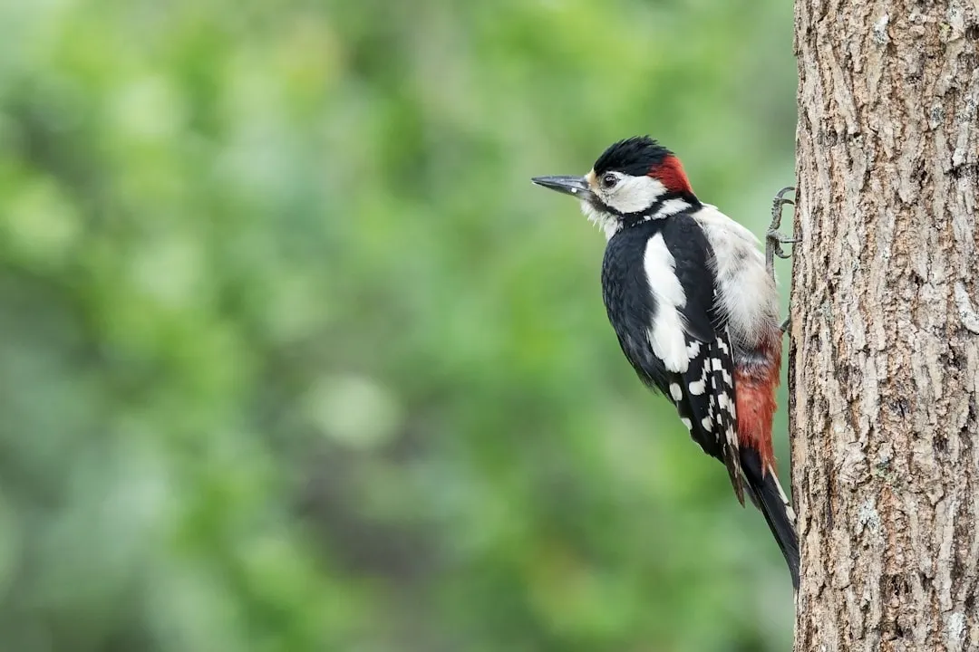 6. Woodpeckers – The Tree Health Inspectors (Image Credits: Unsplash)