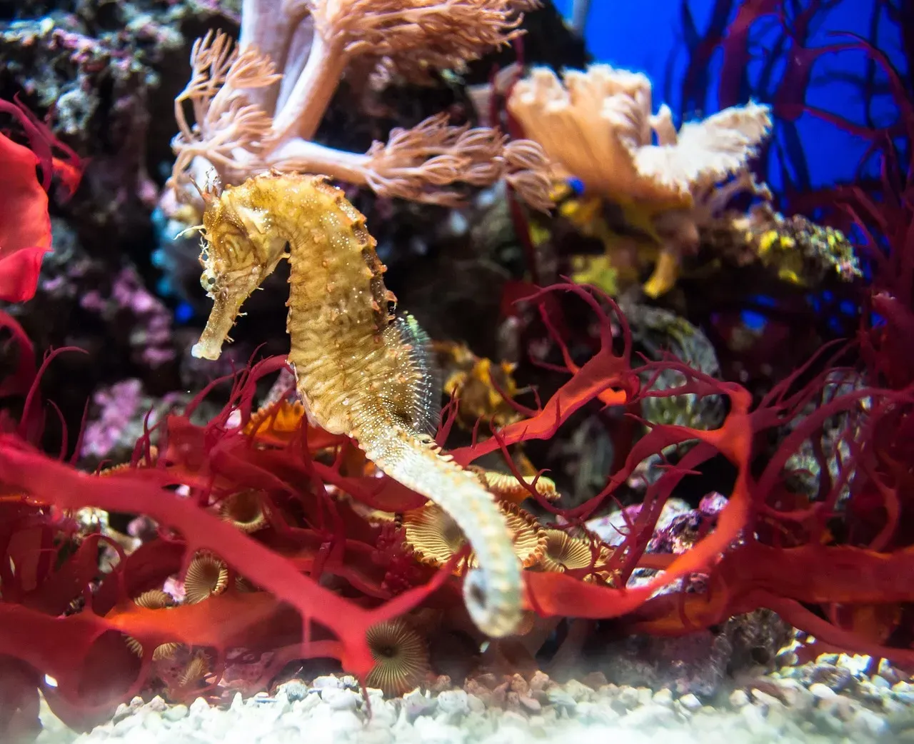 8. The Seahorse: Perceptive, Imaginative, and Deeply Devoted (Image Credits: Pixabay)
