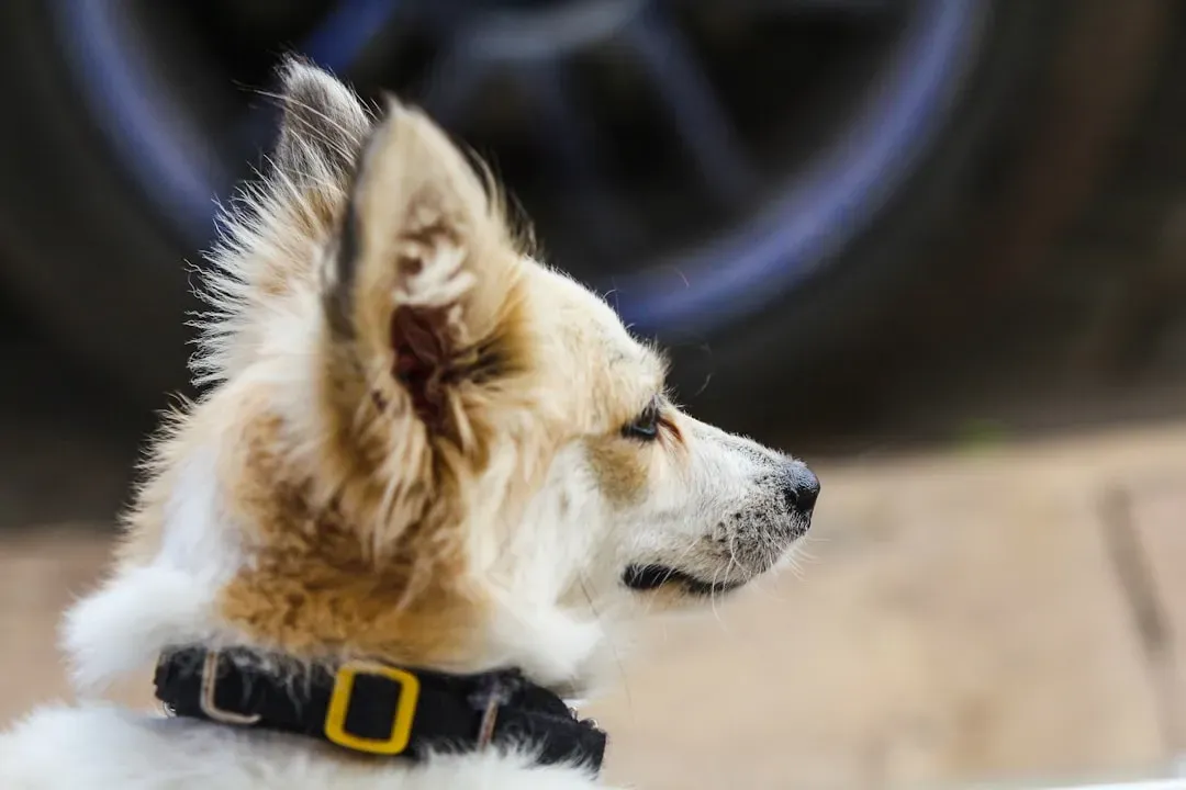 They Can Literally Smell Your Stress Hormones (Image Credits: Unsplash)
