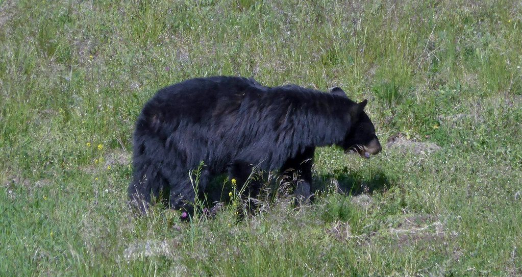 The Bear as Spiritual Guide and Totem (Image Credits: Flickr)