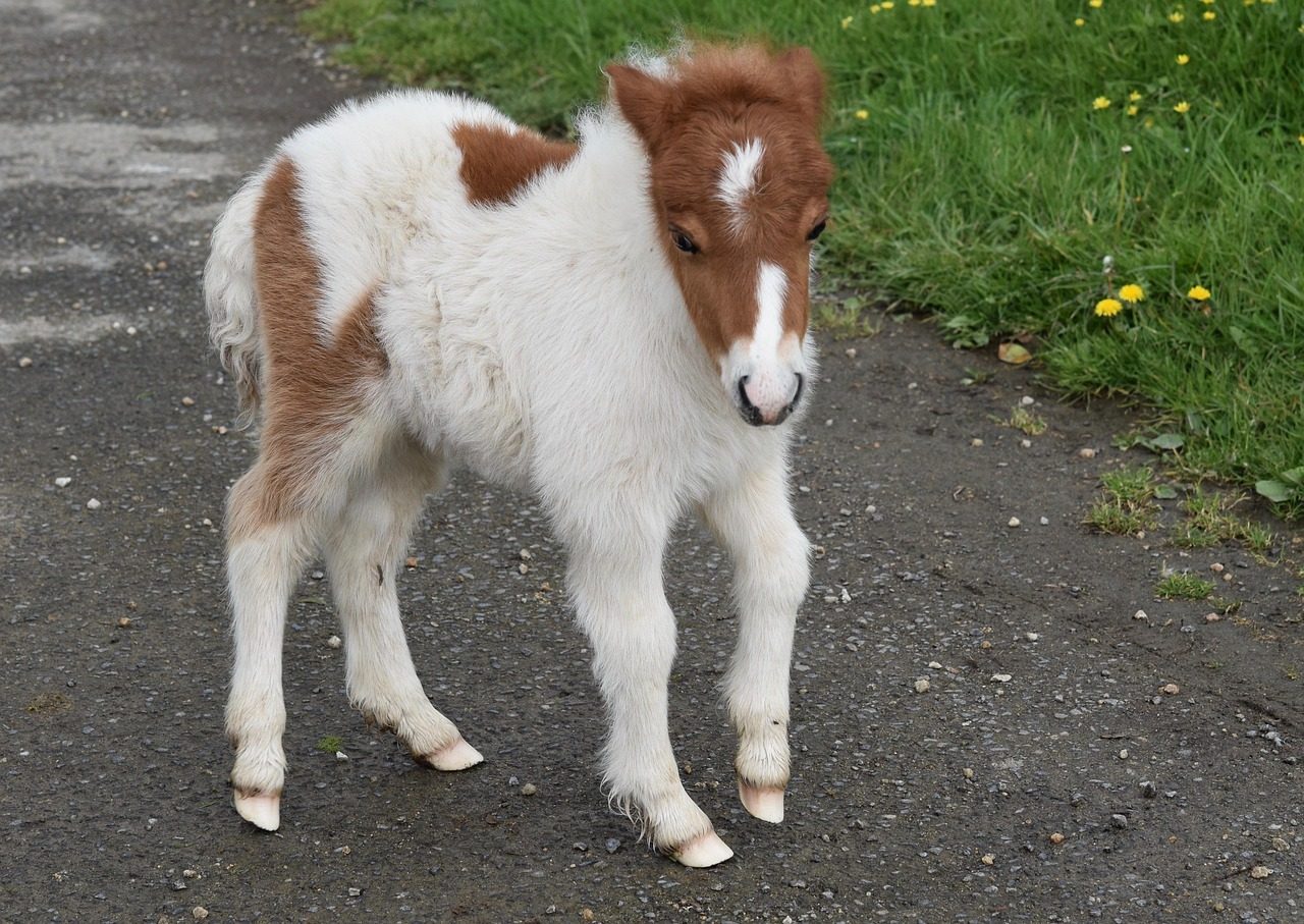 The Bashkir Curly: A Hypoallergenic Marvel (Image Credits: Pixabay)