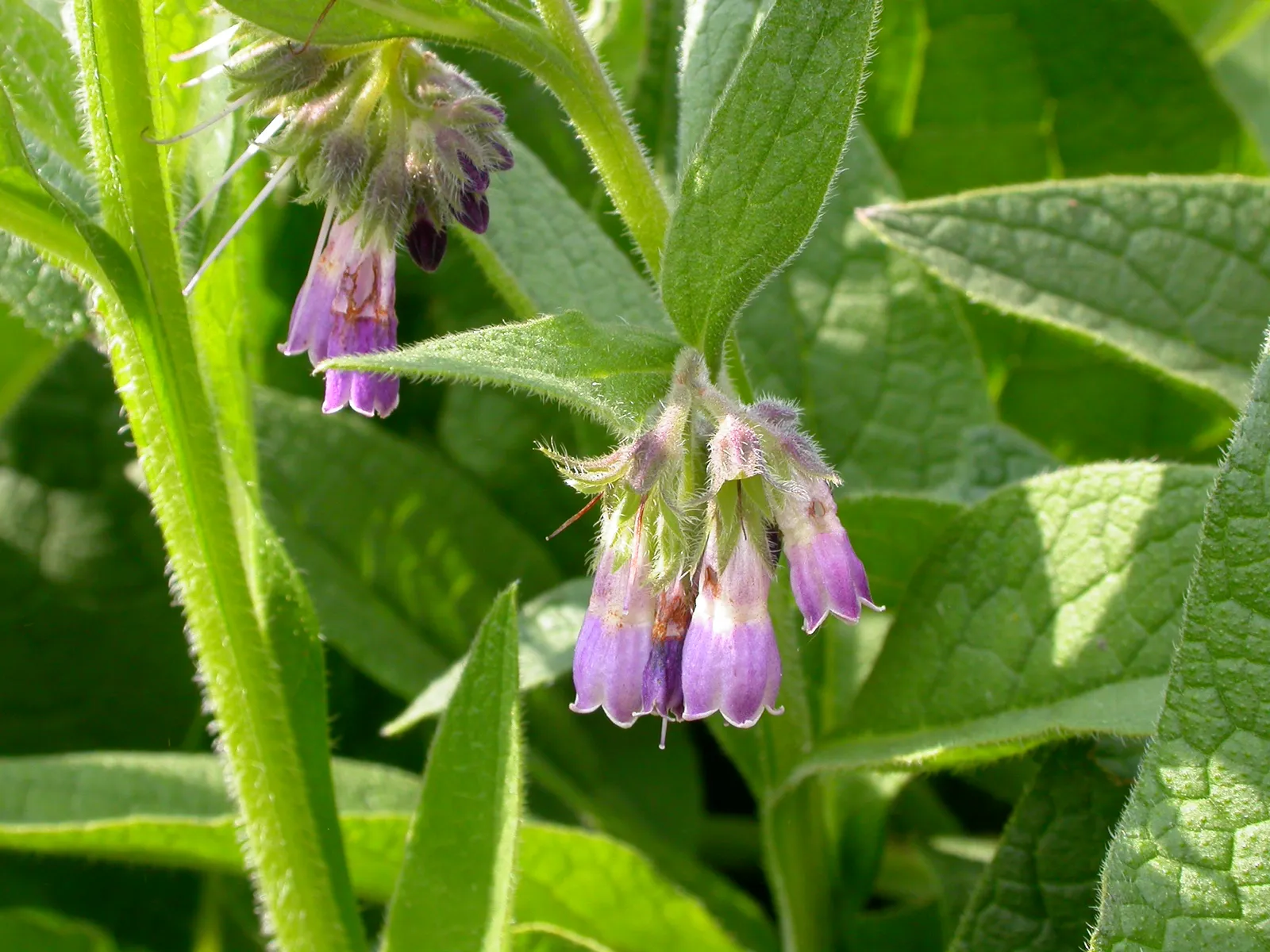 #3 - Comfrey (Symphytum officinale
Uploaded by Tim1357, CC BY-SA 2.0)