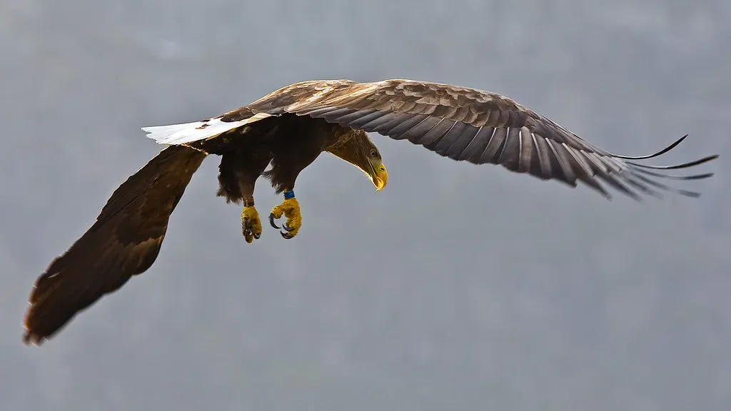 Pisces (February 19 &ndash; March 20): The White-Tailed Eagle (NTNU, Faculty of Natural Sciences, Flickr, CC BY 2.0)