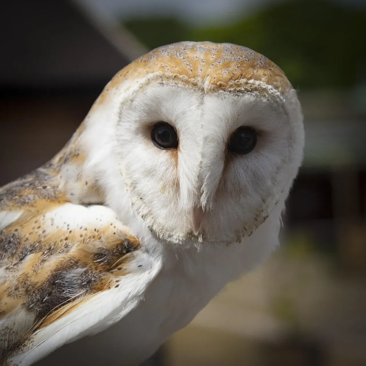 The Physical Mystique: Why These Birds Captivated Humanity (Image Credits: Pixabay)
