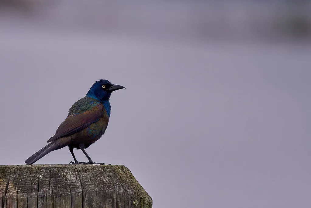 #10: They Can Mimic Sounds, Including Human Ones (TonySprezzatura, Flickr, CC BY-SA 2.0)