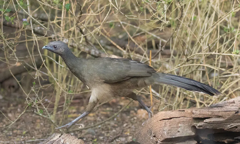 The Plain Chachalaca: Loud, Proud, and Unmistakably Texan (Gregory "Slobirdr" Smith, Flickr, CC BY-SA 2.0)