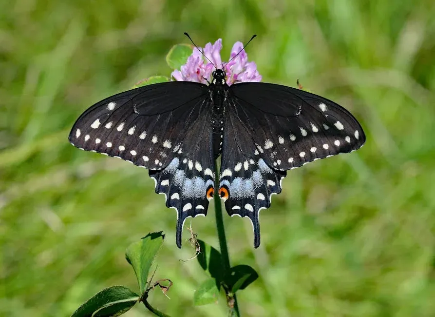 3. Eastern Black Swallowtail (Papilio polyxenes) (Image Credits: Pexels)