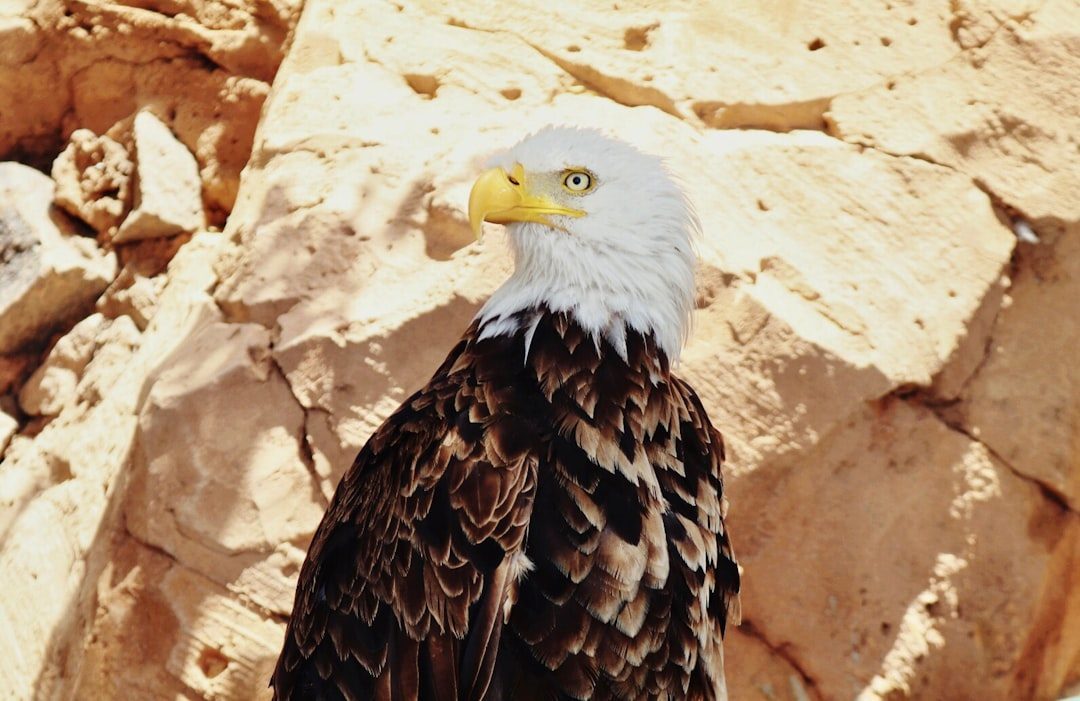 The Eagle: Messenger Between Worlds (Image Credits: Unsplash)