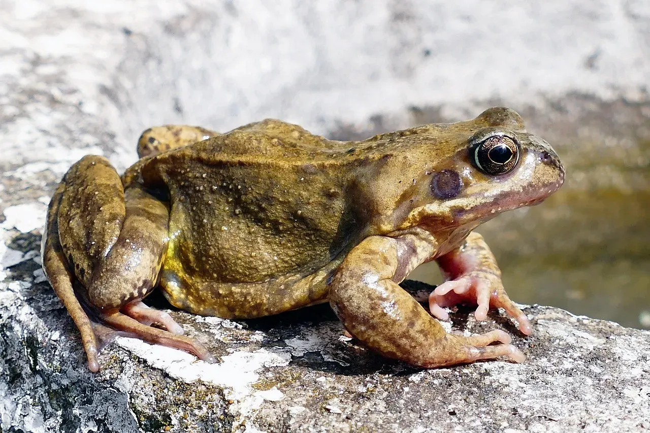 10. Leopard Frogs and Small Frogs: Nature's Quiet Spectacle (Image Credits: Pixabay)