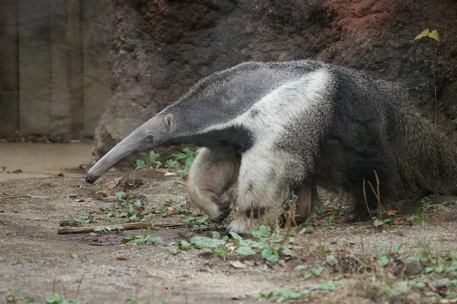 Conclusion: Quiet Giants, Extraordinary Design (Zoorasia, Yokohama, Japan, CC BY-SA 2.0)