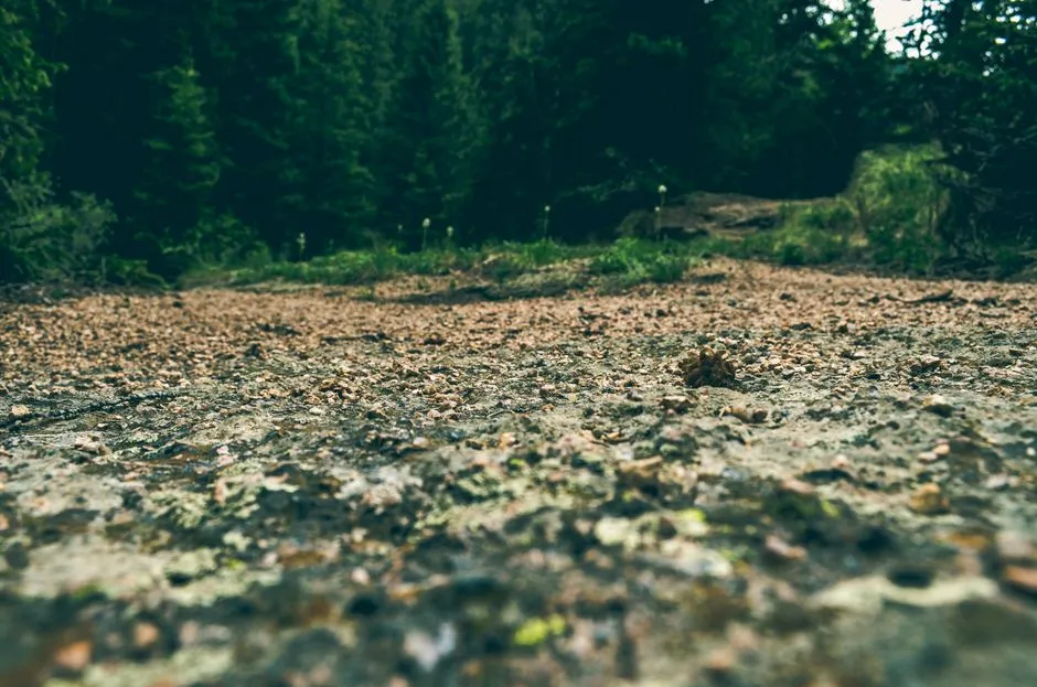 #9 - The Invisible Microbial City Running Every Forest (Image Credits: Pexels)