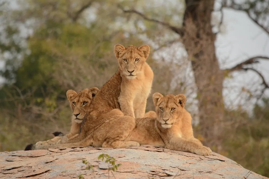 #5 – Kruger National Park, South Africa (Image Credits: Unsplash)