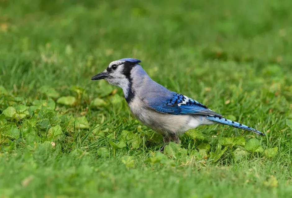 #7 - Eliminate Lawn Chemicals Completely (Image Credits: Pexels)
