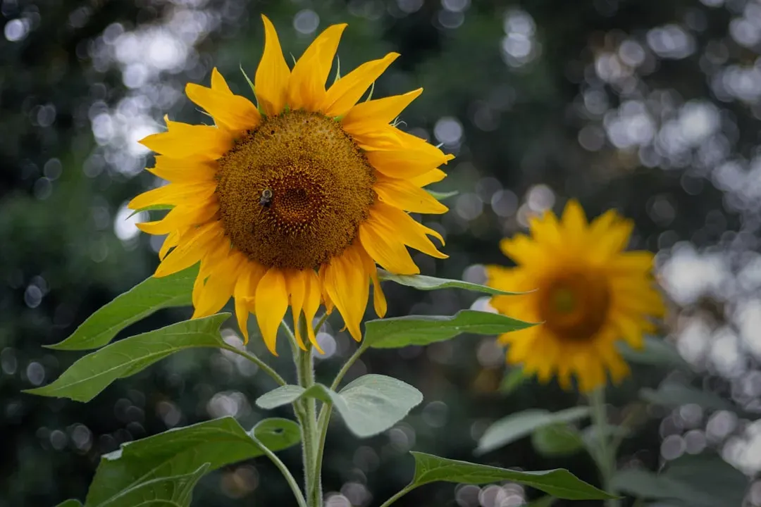 Sunflower: Birds and Bees Build a Feast (Image Credits: Unsplash)