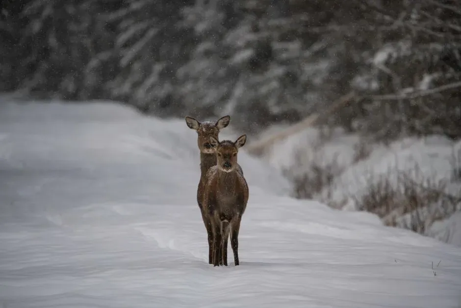 #7 - The Real-World Cost of a Frozen Deer Is Staggering (Image Credits: Pexels)