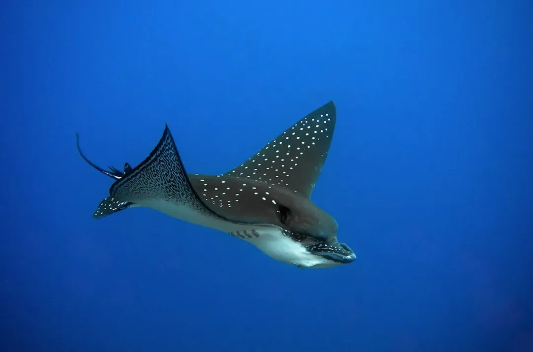 #5 – Belize Barrier Reef: The Blue Hole's Overlooked Neighbors (Image Credits: Unsplash)