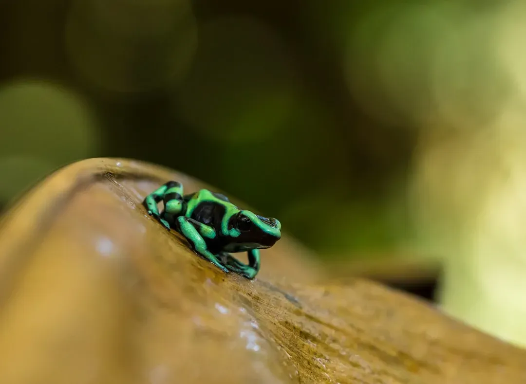 The Pea-Sized Frog That Holds a World Record (Image Credits: Unsplash)