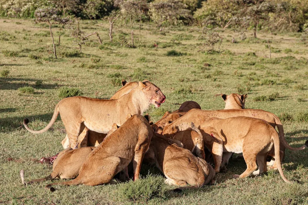 The African Lion: Cooperative Killer of the Savanna (Image Credits: Unsplash)