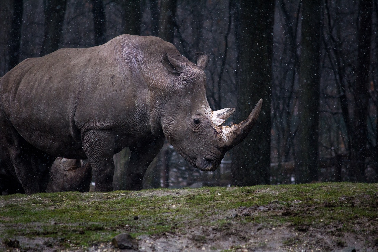 The Horn vs. Tusk Debate: Nature's Ultimate Weapons (Image Credits: Pixabay)