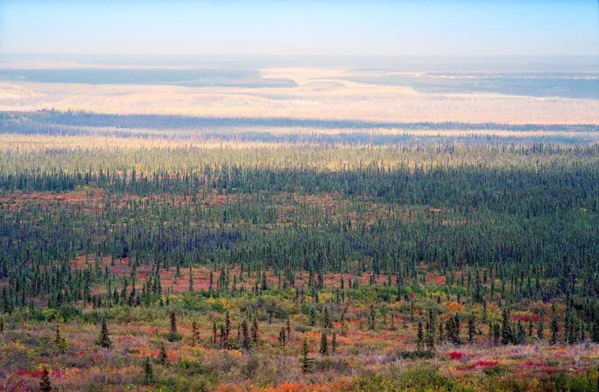 Why the Boreal Forest Edge Matters More Than You'd Think (Image Credits: Getty Images)