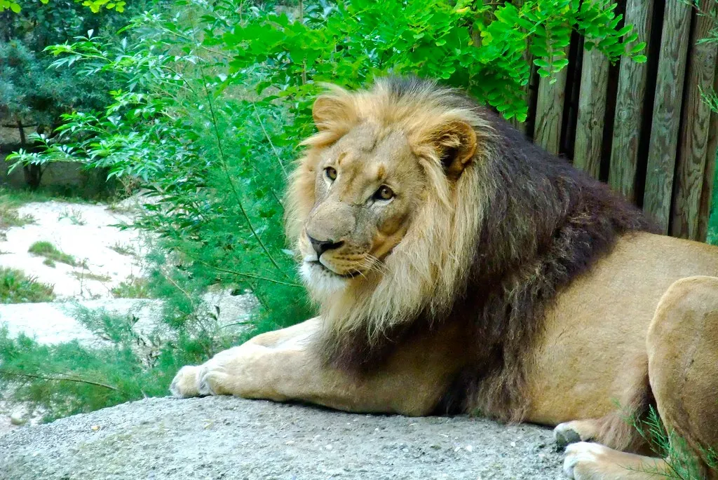 Leo: The Obvious Choice but for Good Reason (Image Credits: Flickr)