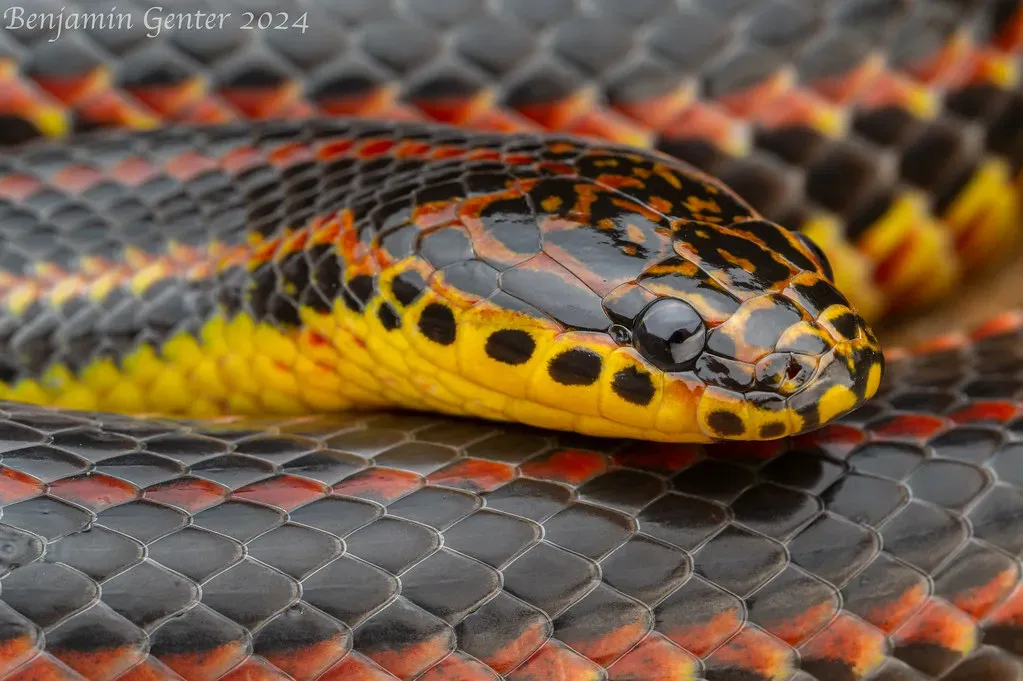 The Rainbow Snake: A Ghost That Reappeared After 50 Years (Image Credits: Flickr)