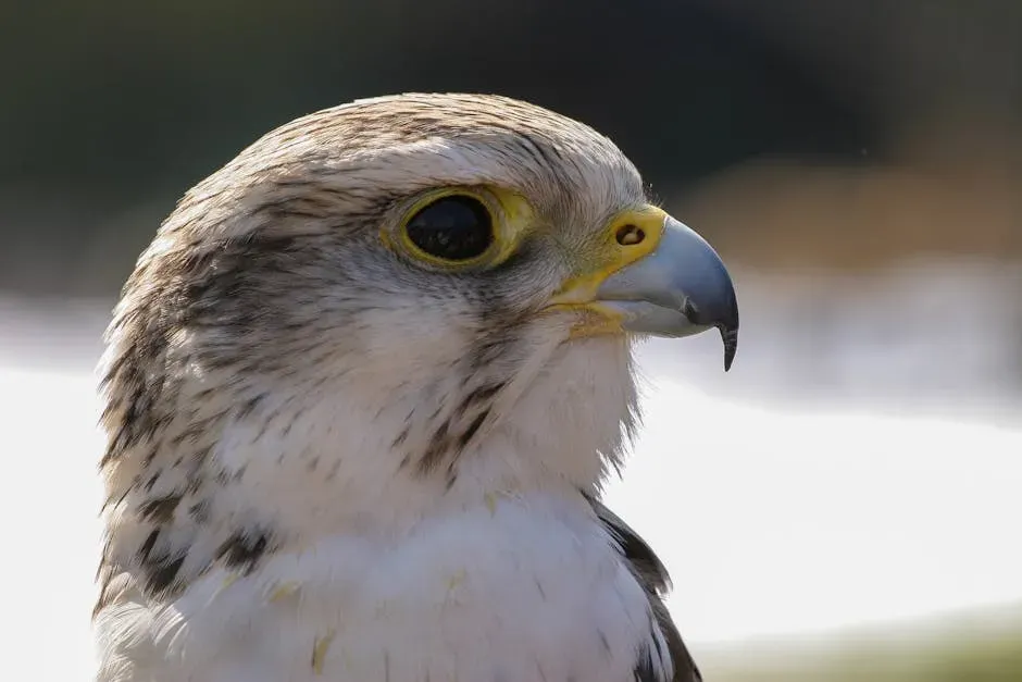 5. They Have Three Eyelids (Image Credits: Pexels)
